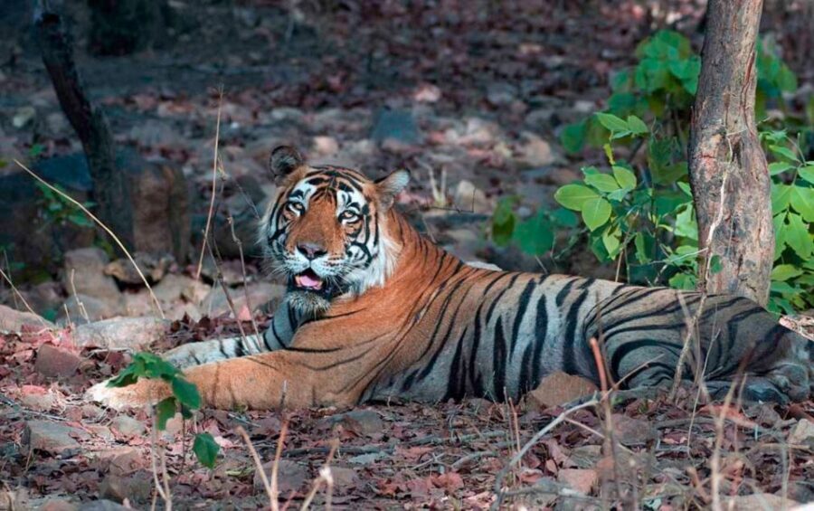Sawai Madhopur: Ranthambore Guided Safari Trip - Price Check: Is $76 Good Value for Ranthambore?