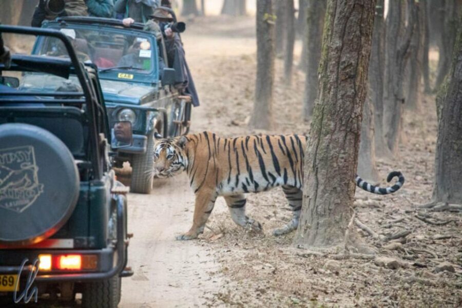 Sawai Madhopur: Ranthambore Guided Safari Trip - When to Be Careful: Confirmation and Communication Matter