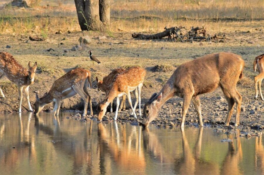 Sawai Madhopur: Ranthambore Guided Safari Trip - Morning or Evening Start: How Timing Changes the Feel