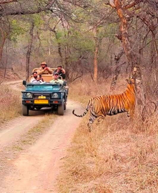 Sawai Madhopur: Ranthambore National Park Guided Jeep Safari - Who should book this safari (and who might skip it)