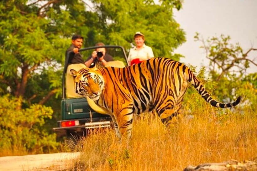 Sawai Madhopur: Ranthambore National Park Guided Jeep Safari - Ranthambore Jeep Safari: what you’re really paying for