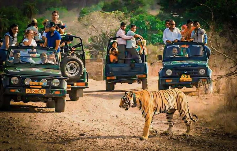 Sawai Madhopur: Ranthambore National Park Guided Jeep Safari - Inside the park: how the safari time usually unfolds