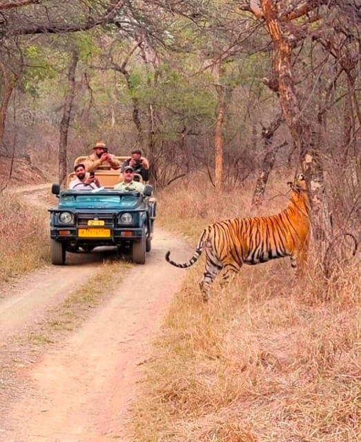 Sawai Madhopur: Ranthambore National Park Guided Jeep Safari - Jeep vs canter: comfort, crowding, and what to confirm