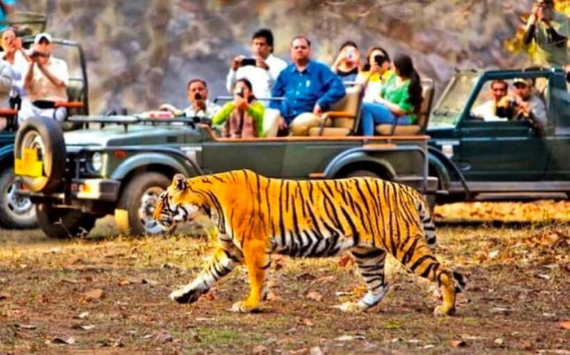 Sawai Madhopur: Ranthambore National Park Guided Jeep Safari - Getting there: pickup, meeting point, and what to bring