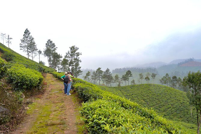 Scenic Kerala : Hills, Wildlife, Backwaters & Beach Bliss- 7 Days - Key highlights worth planning around