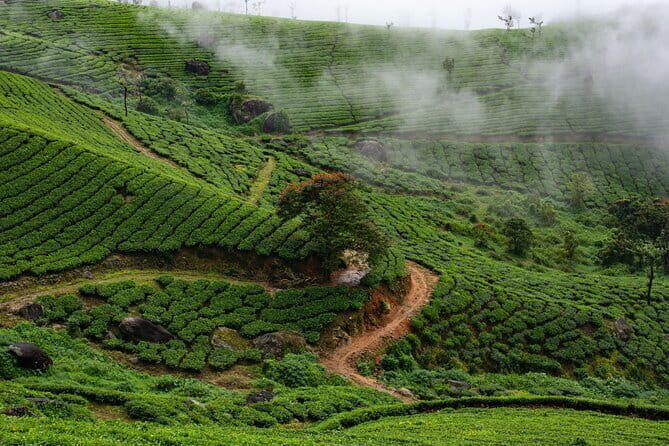 Serene Munnar Retreat: Private Tour from Kochi to the Munnar Hill - Tea Gardens and Echo Point: Two Ways to See Munnar’s Haze