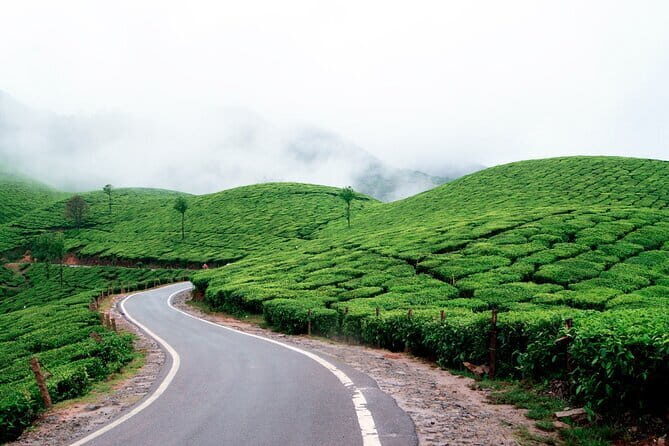 Serene Munnar Retreat: Private Tour from Kochi to the Munnar Hill - Rose Gardens and the Eagle’s Flight Zipline Choice