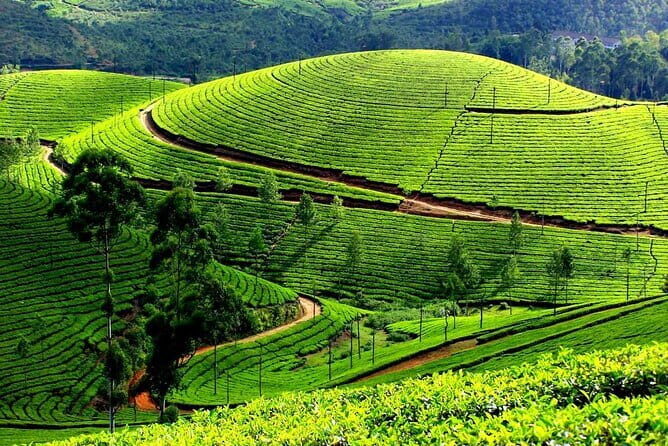 Serene Munnar Retreat: Private Tour from Kochi to the Munnar Hill - First Stop: Munnar Town Time (Get Oriented, Then Go)