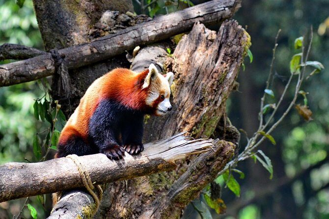 Sikkim Darjeeling - North East India 7 Nights 8 Days Tour - Key things to know before you go