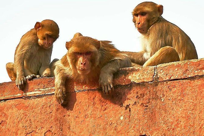Skip The Line: Taj Mahal Sunrise Tour from - Delhi (All-Inclusive) - Taj Mahal Sunrise From Delhi: why this timing works