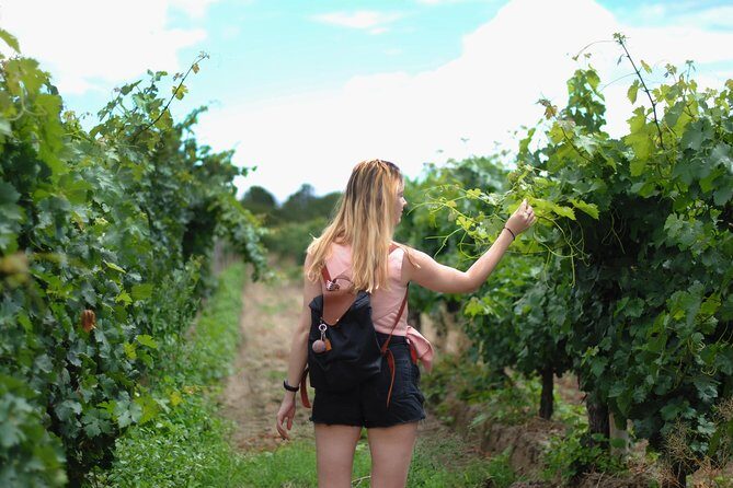 Sula Vineyards Day tour from either Mumbai OR Nashik - Key things to know before you go