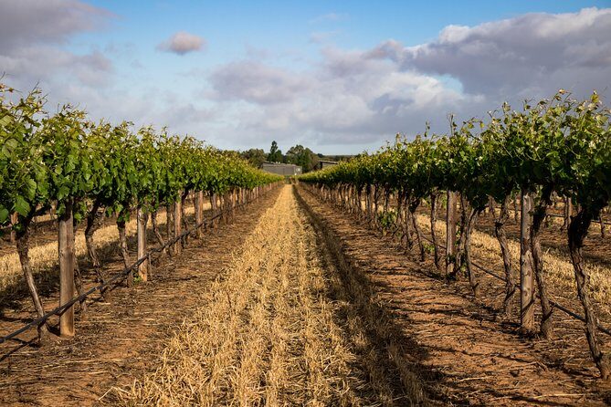 Sula Vineyards Day tour from either Mumbai OR Nashik - Price and Logistics: what the $115 covers (and what it doesn’t)