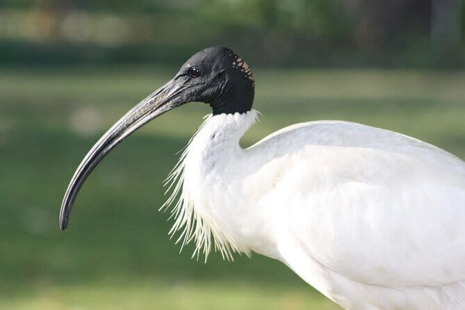 Sultanpur Bird Sanctuary Tour Near Delhi - Key highlights before you go