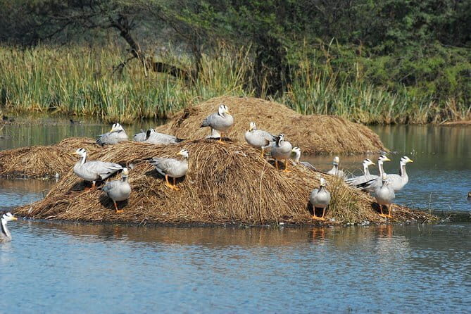 Sultanpur Bird Sanctuary Tour Near Delhi - Why Sultanpur Bird Sanctuary is a strong Delhi-area nature day