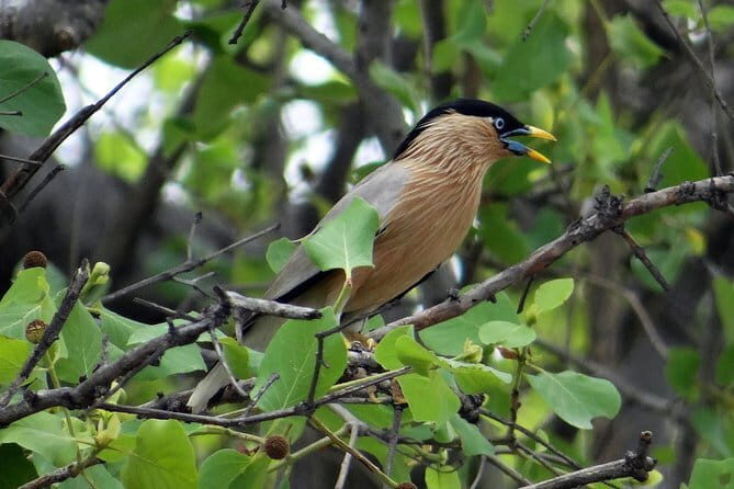 Sultanpur Bird Sanctuary Tour Near Delhi - What you can realistically expect to see: migratory waterbirds, cloud days, and wildlife extras