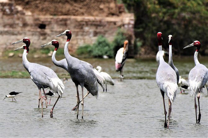 Sultanpur The wonder of Birding from Delhi - Quick hit: what makes this birding trip worth your morning