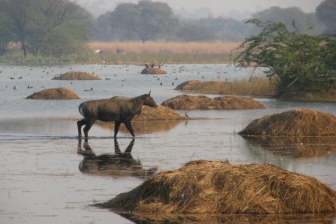 Sultanpur The wonder of Birding from Delhi - Why Sultanpur Bird Sanctuary works so well near Delhi