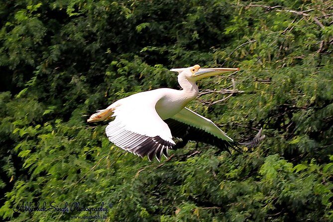 Sultanpur The wonder of Birding from Delhi - Sultanpur wetland and forest: what you do once you’re there
