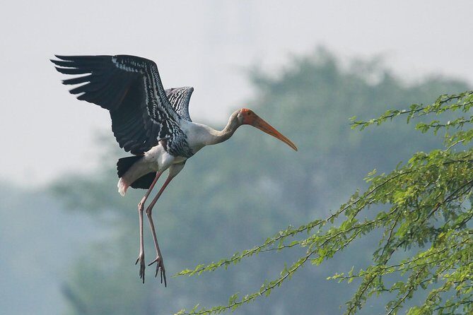 Sultanpur The wonder of Birding from Delhi - What’s included, what’s not, and how to pack smart