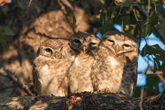 Sultanpur The wonder of Birding from Delhi - The 7:00 am plan and how the timing feels in real life