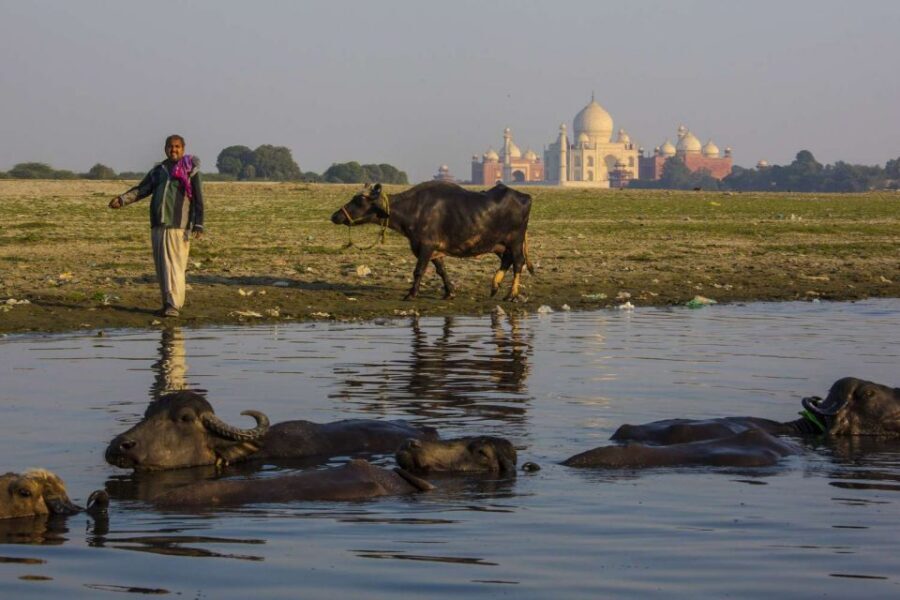 Taj Mahal, Agra Fort Day Tour with Transfers - Your timing options: regular morning vs sunrise Taj