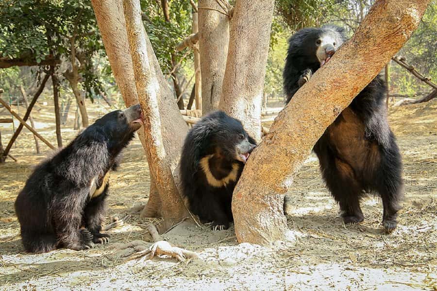 Taj Mahal Tour with Optional Wildlife Rescue Center Visit - Price and Value: What Your $21 Actually Includes