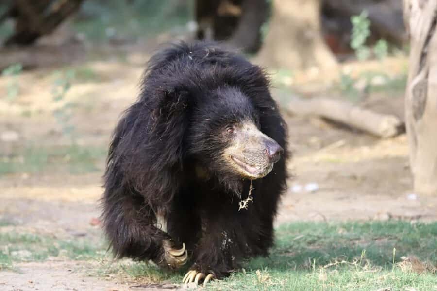 Taj Mahal Tour with Optional Wildlife Rescue Center Visit - Agra Fort: A Quick, Worthwhile Pairing (Plus a Reality Check)