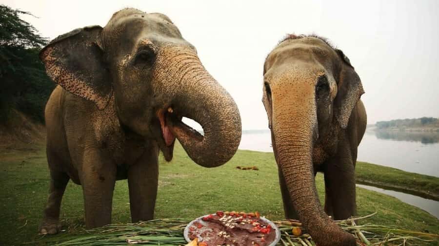 Taj Mahal Tour with Optional Wildlife Rescue Center Visit - Your Guided Taj Mahal Visit: Skip the Line and Get the Most From It