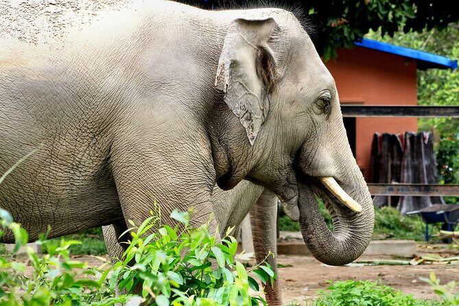Taj Mahal with Wildlife SOS Elephant Conservation and Care Center - From Delhi to Agra: A 240 km day you’ll feel