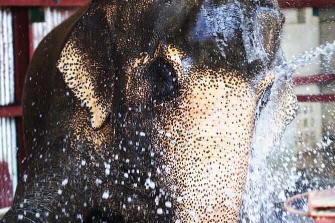 Taj Mahal with Wildlife SOS Elephant Conservation and Care Center - Timing, tickets, and small logistics that actually matter