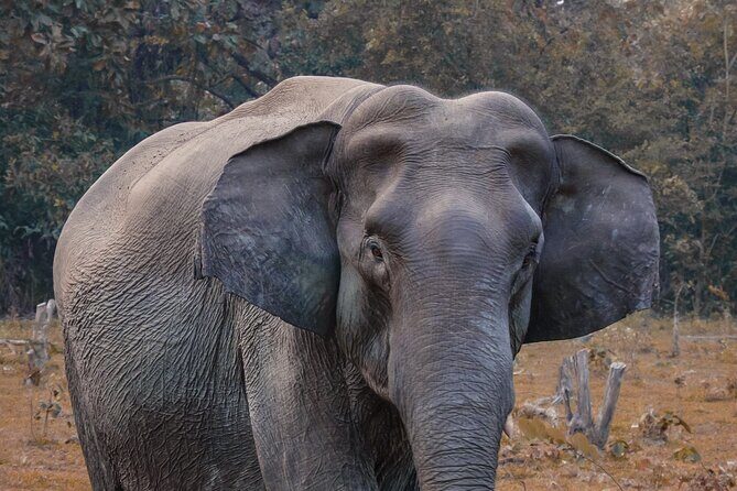 Taj Mahal with Wildlife SOS Elephant Conservation and Care Center - Taj Mahal in real time: what 2 hours gives you