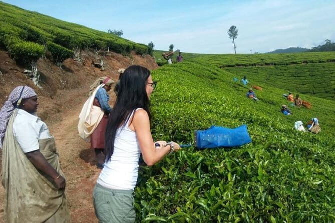 Tea planation walking In Munnar- (by Munnar Info) - Key things that make this walk work
