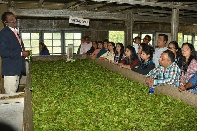 Tea planation walking In Munnar- (by Munnar Info) - Tea country on a short trek from Old Munnar