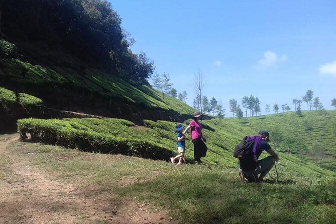 Tea planation walking In Munnar- (by Munnar Info) - Meeting at Moolakadai and what the 9:00 start means