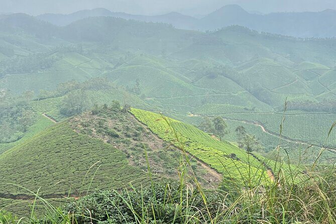 Tea Plantation, Grass Land and Mountain Hiking in Munnar - Lakshmi Hills grasslands: plants, views, and a bison possibility