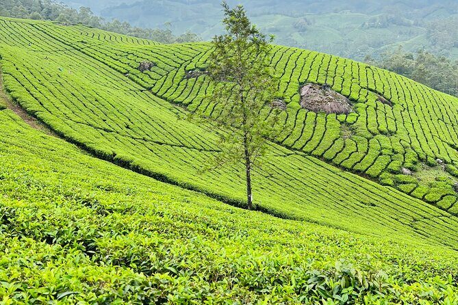Tea Plantation, Grass Land and Mountain Hiking in Munnar - Price and value: what about $15.20 actually buys you