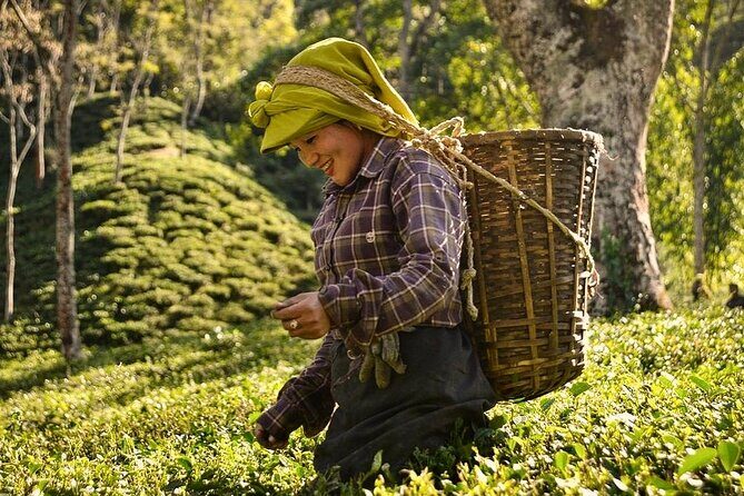 Tea Pluckers' Day - Quick hits: what makes this tea day work