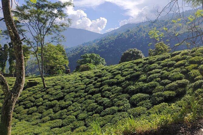Tea Pluckers' Day - Mim Tea Estate and the Scottish Andrew & Yule link