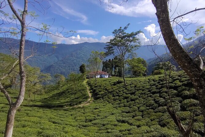 Tea Pluckers' Day - Tea estates in the Lebong hills: Ging to Rangaroong