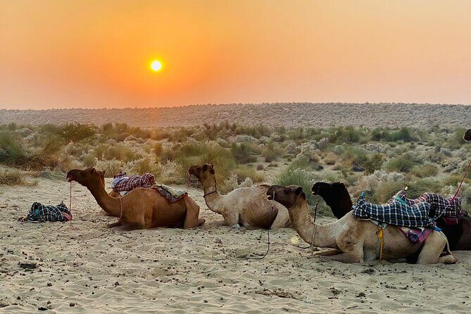 Thar Desert Camel Tour, Guide with over 25 years of experience! - Jaisalmer pickup and desert edge logistics (the part that makes or breaks it)