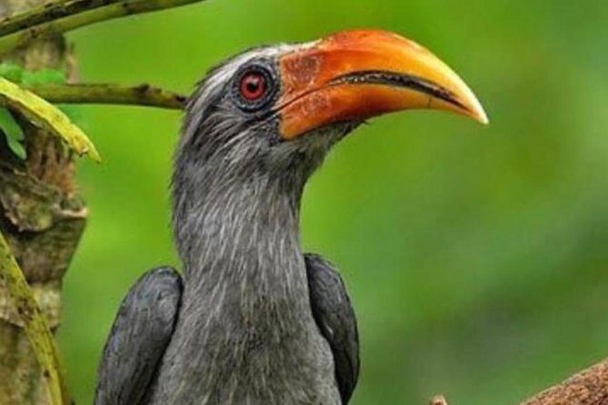 Thattekad Guided Bird Walk. - Key things that make this walk worth it