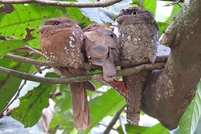 Thattekad Guided Bird Walk. - Price and value: why $10 can feel like a bargain