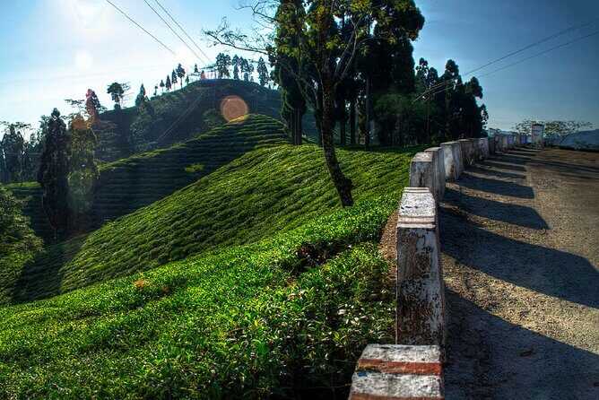 Tiger Hill Darjeeling Nature Walk (3 Hours Guided Trekking Experience) - Key things to know before you go
