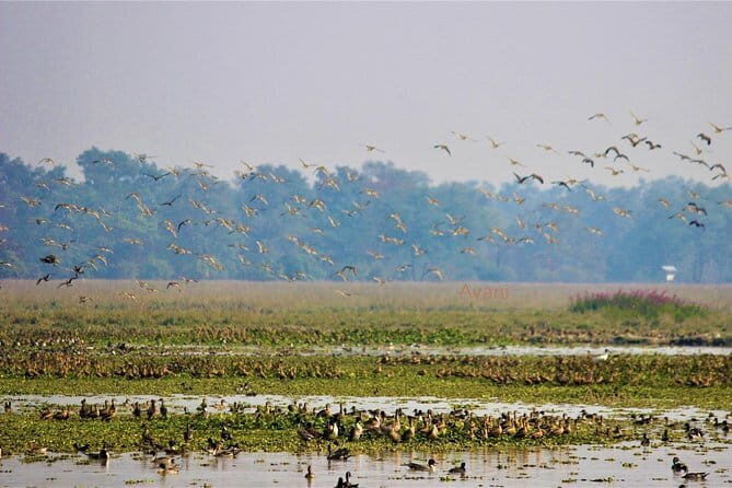 Tour of Pobitora Wildlife Sanctuary from Guwahati with Safari, Lunch and Guide - Entering Pobitora: What to Expect Before the Jeep Turns On