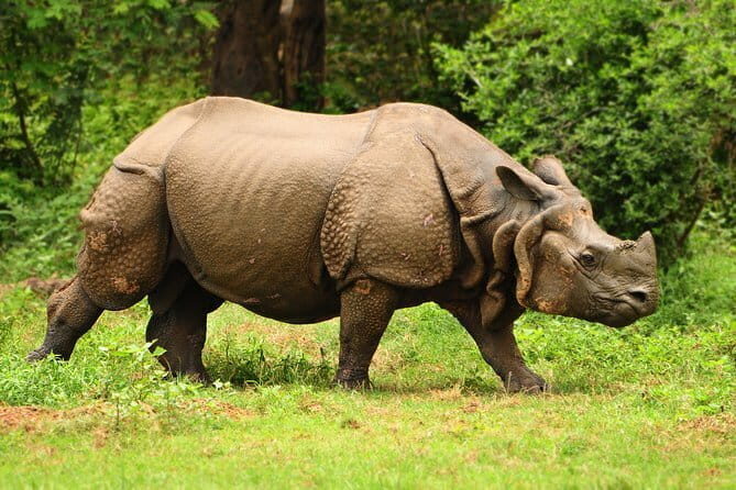 Tour of Pobitora Wildlife Sanctuary from Guwahati with Safari, Lunch and Guide - Who This Tour Suits Best (and Who Might Want Something Else)