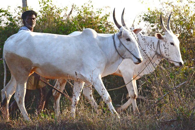 Tour of the Villages of Varanasi (Guided Sightseeing Tour by Car) - Price and value for a private group up to 3