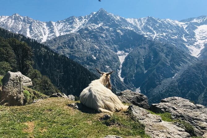 Triund Trek with Manu Adventures India - Day 1 climb: oak, rhododendron, and deodar up to Triund