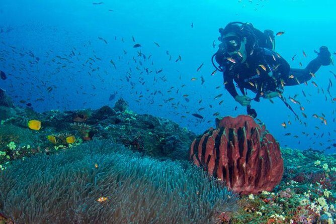 Try Scuba Diving In Havlock - Why Havelock is a smart pick for a first scuba try