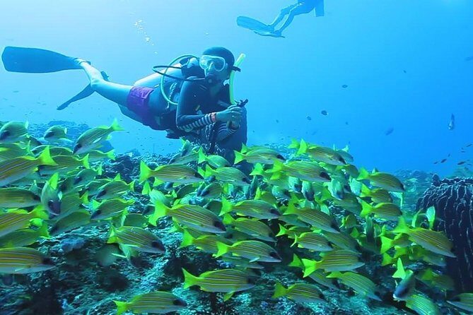 Try Scuba Diving In Havlock - What you’ll see: corals, fish, and clear water in a short window