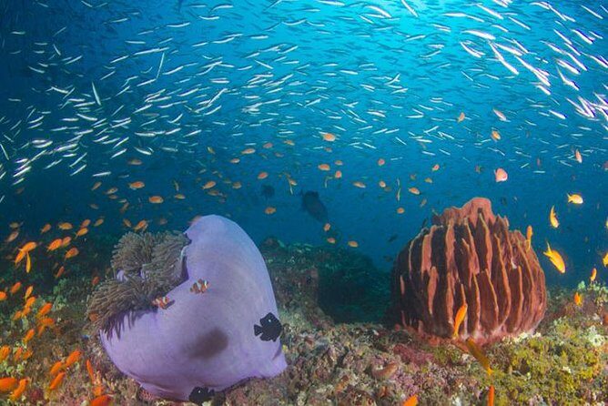 Try Scuba Diving In Havlock - PADI-led coaching and the safety vibe that matters